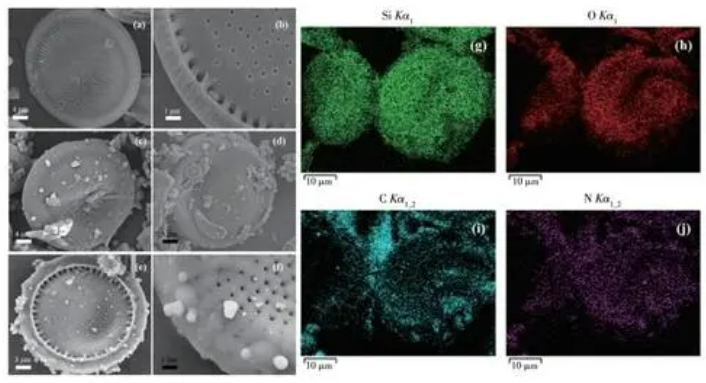 掃描電鏡檢測 掃描電鏡檢測
